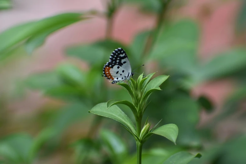 a erfly resting on top of a leaf in front of a pink wall