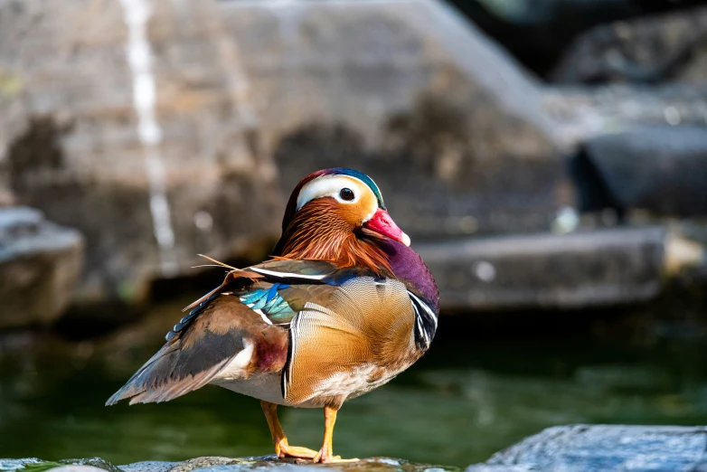 a multi colored bird is standing on some rocks by a body of water