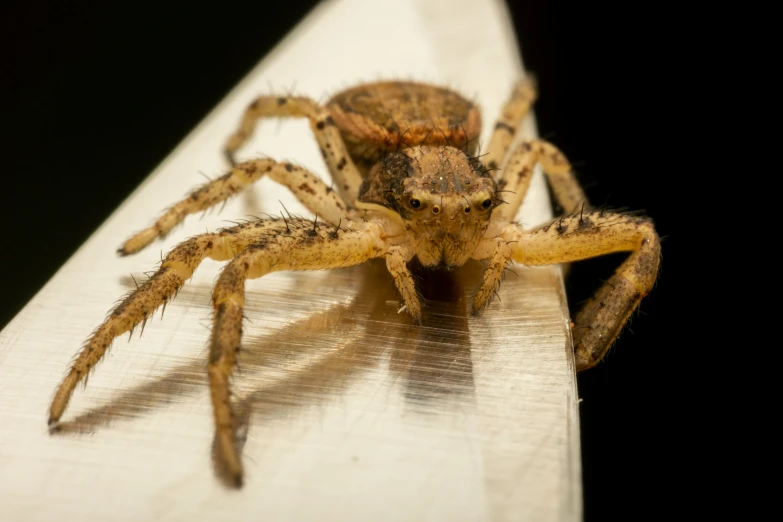 a close up of a spider on a wood plank