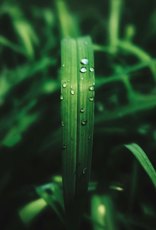 water droplets are sitting on a leaf and some grass