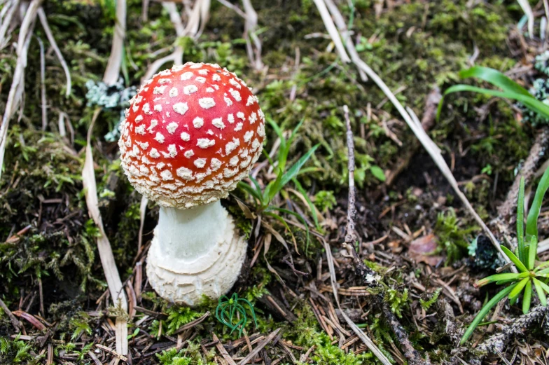 a small red mushroom grows on grass and trees