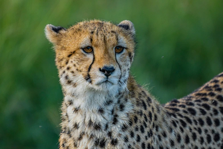 a cheetah sitting on the ground staring at soing