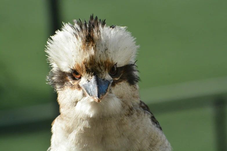 the head and shoulders of a bird with hair sprinkled around its face