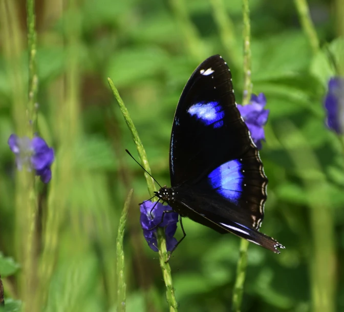 the erfly is sitting on a purple flower