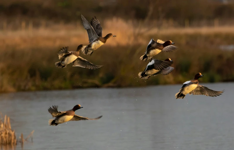 ducks fly above the water, near a marsh