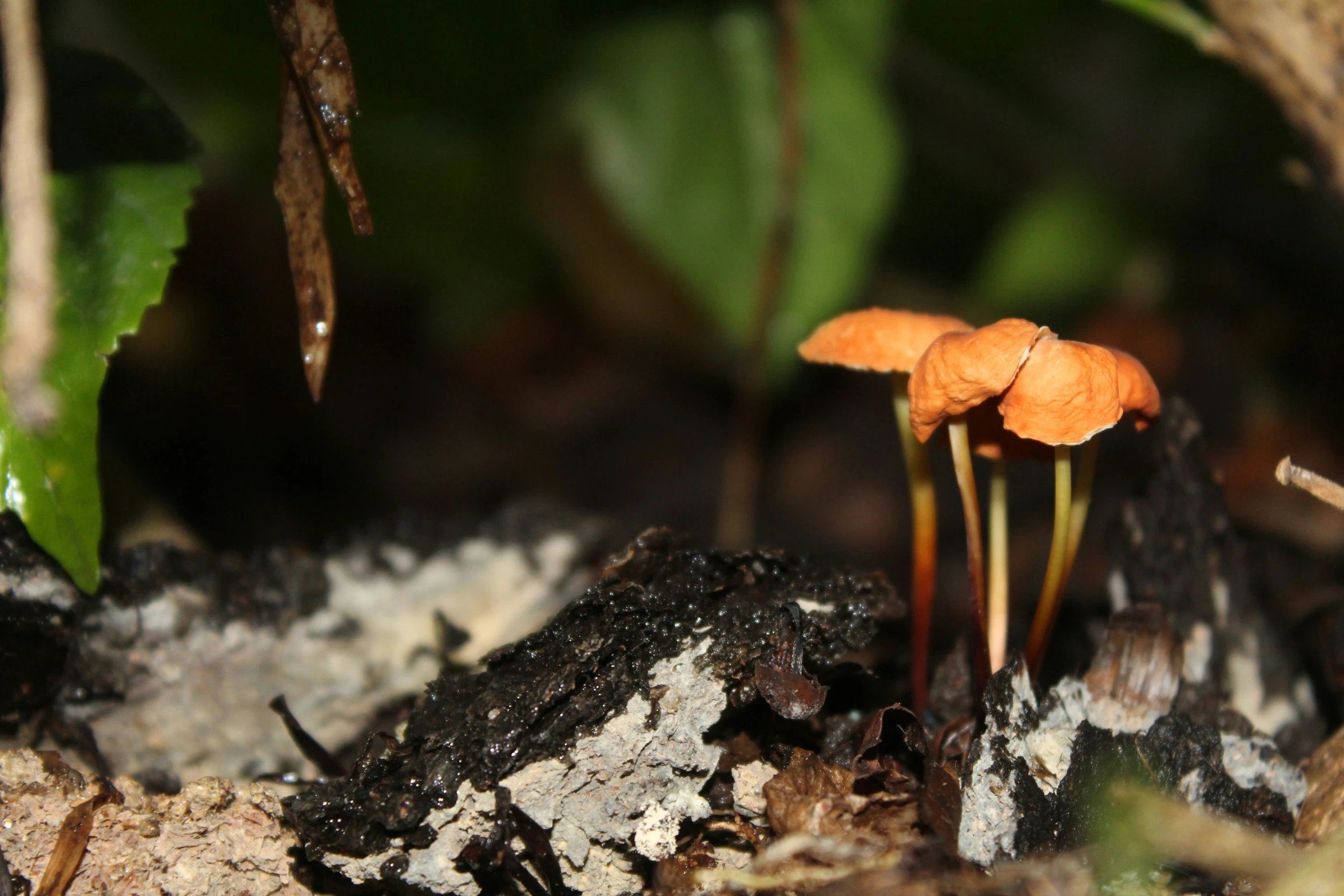 the small orange mushrooms look like they are very close to each other