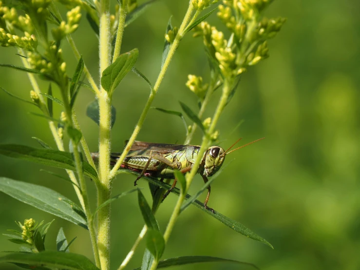 a close up of a fly sitting on top of a green plant