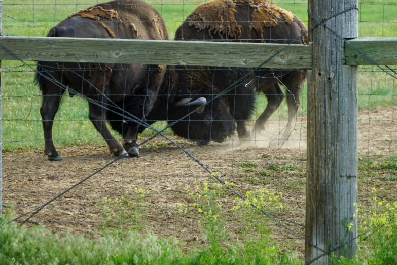 a group of bison standing next to each other behind a fence