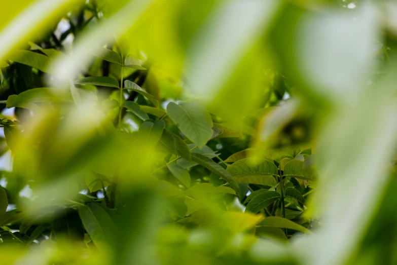 a blue bird perched on top of green leaves