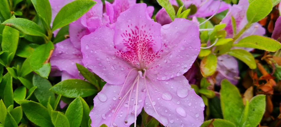 flowers in a bush with water drops on them