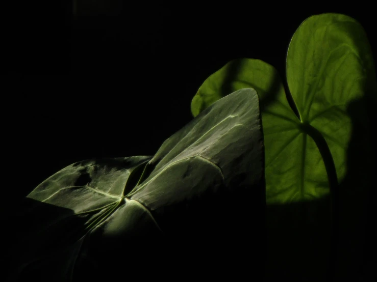 a leaf that is sitting on top of a table