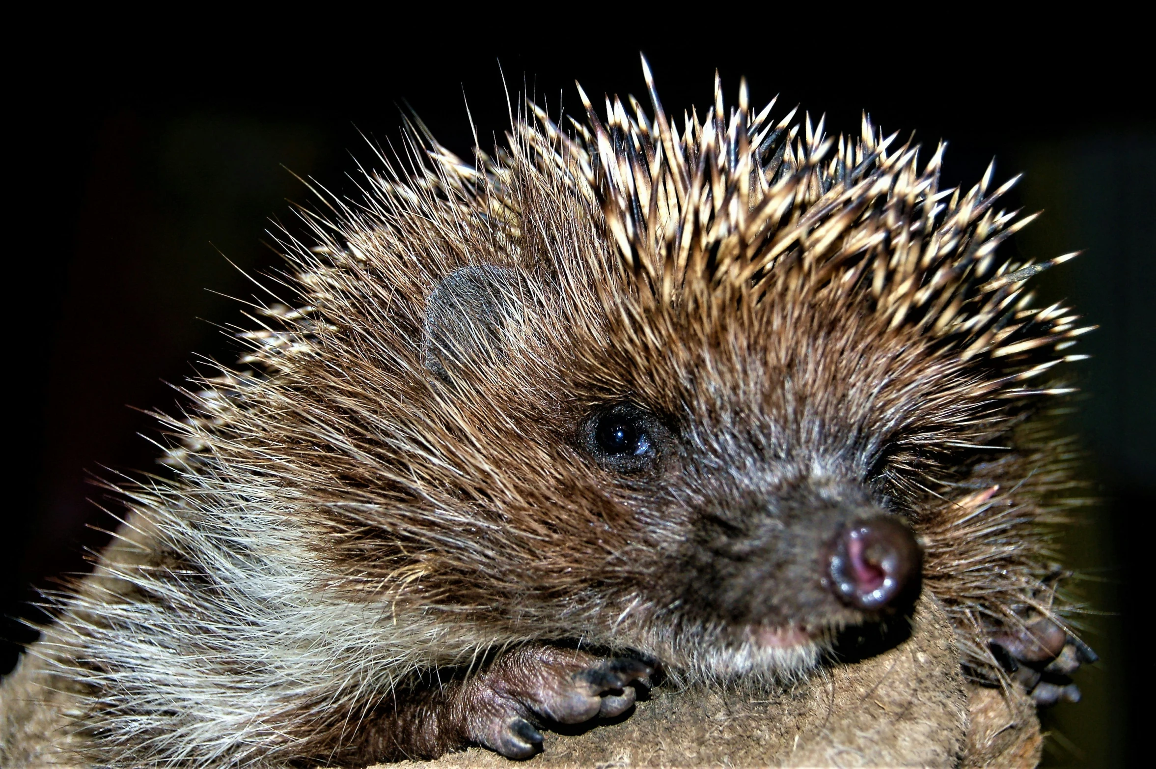 a porcupine sitting up on top of a rock