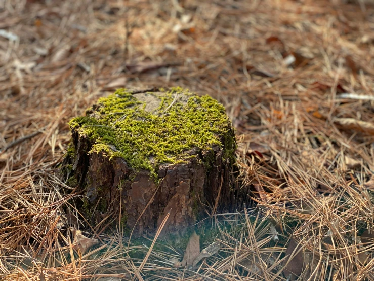 moss growing on an uprooted stump in the forest