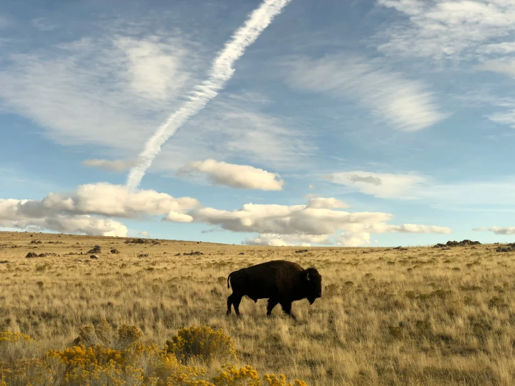 a lone buffalo in the middle of a field with an airplane streaking in the sky