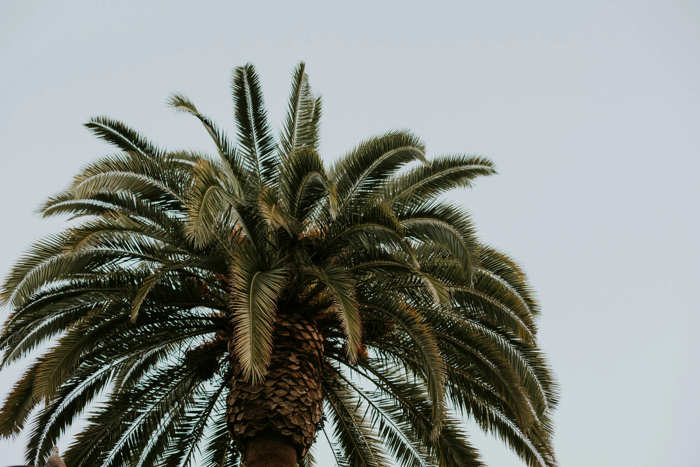 a palm tree standing tall in the sky