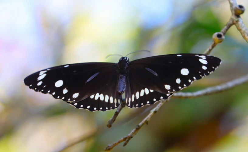 a erfly with black and white spots sitting on a tree nch