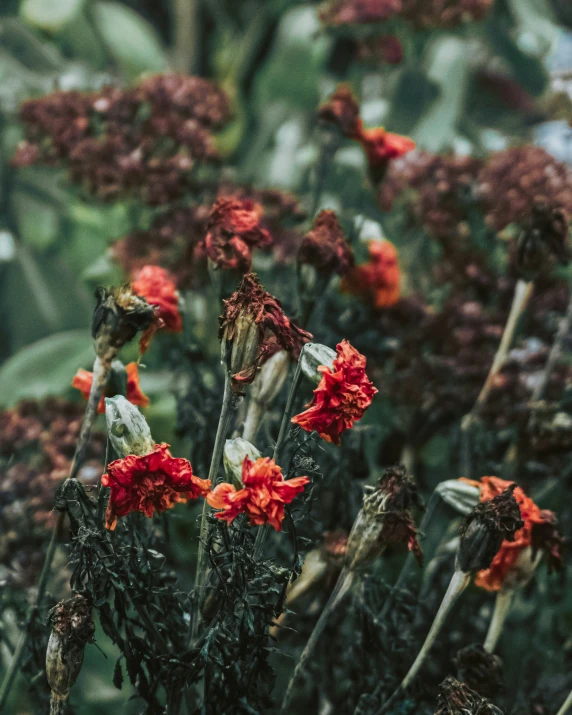 some orange and red flowers are growing in the grass