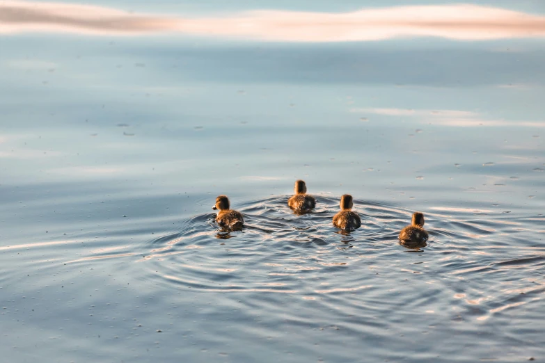 there are three ducks that are swimming on the water