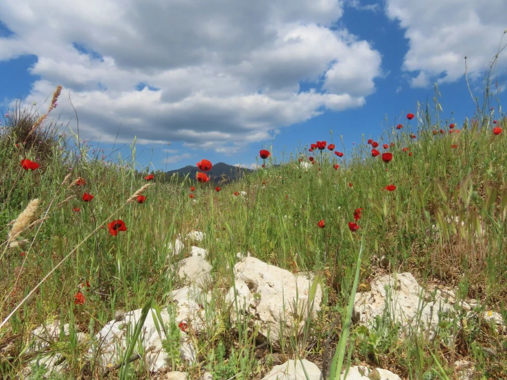 there are many red flowers growing out of the grass