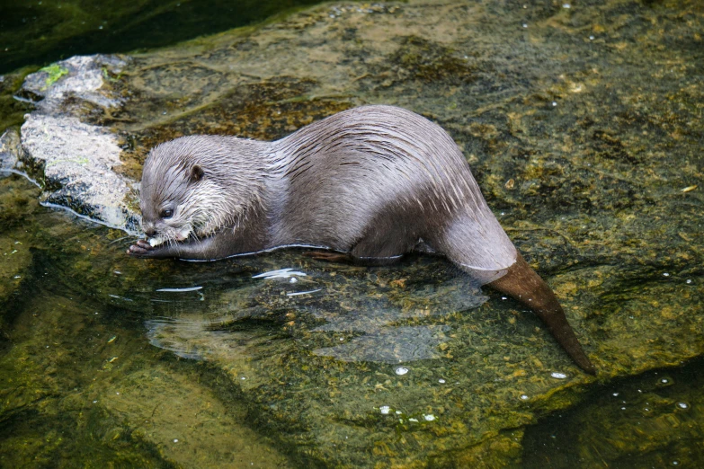 an animal swimming in the water with a long tail
