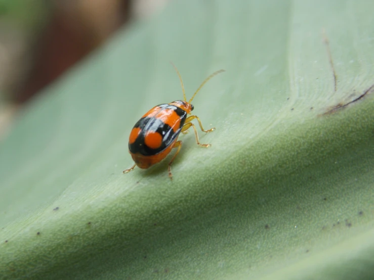 a small bug is resting on a green leaf