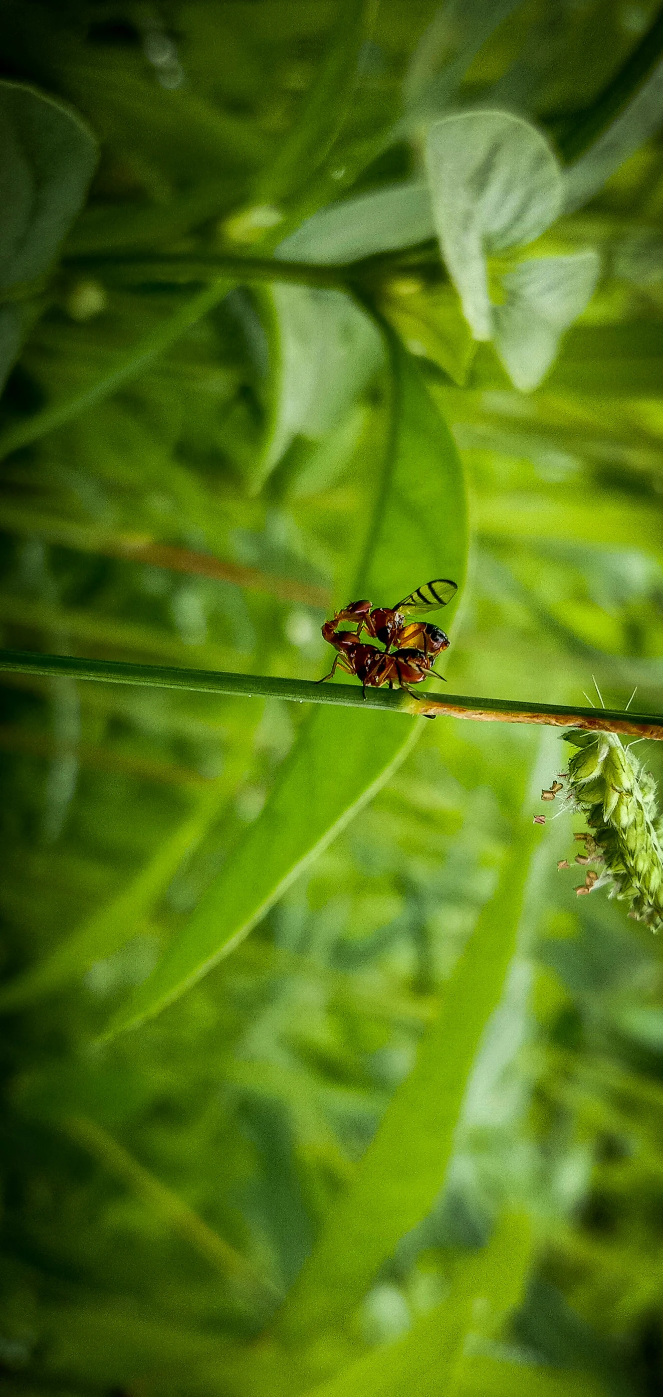 a bug sits on a leaf of a plant