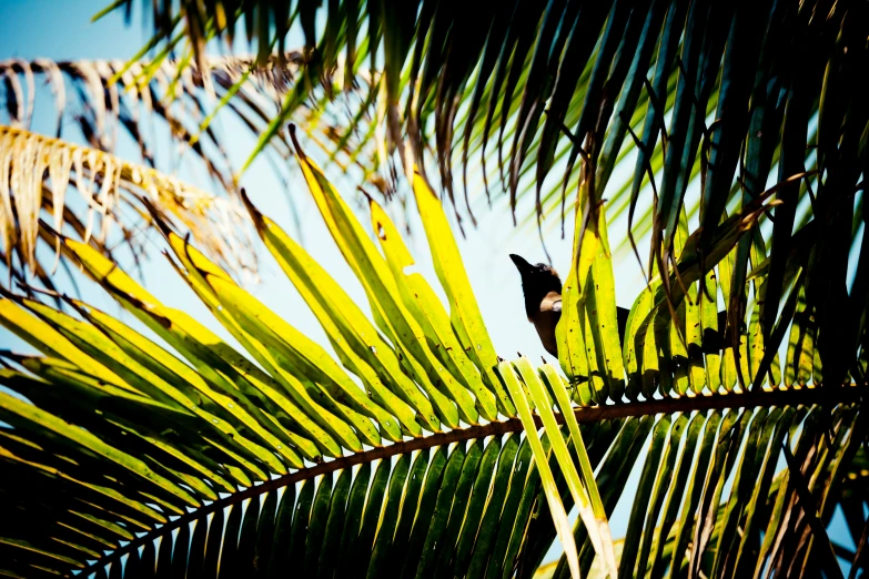 a small bird sits on a palm tree nch