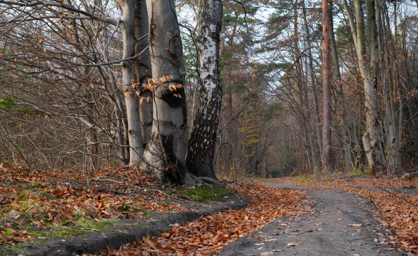 two roads leading in the opposite direction through a wooded area