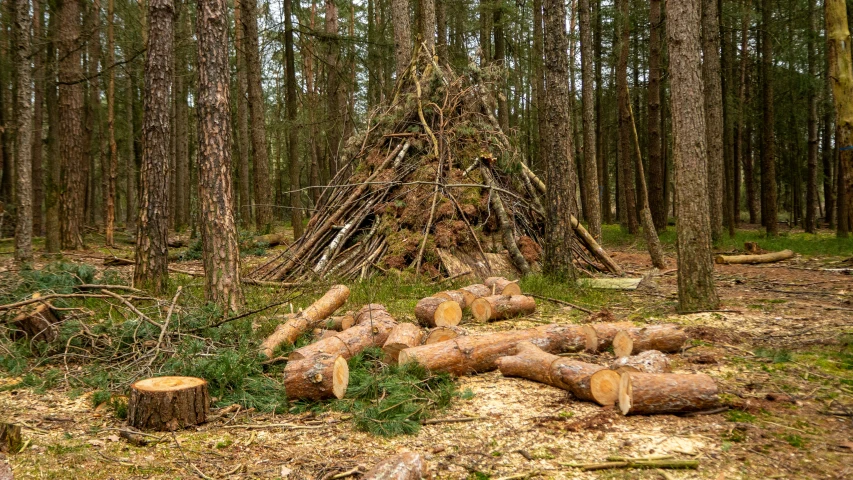 there are logs and sticks in the woods