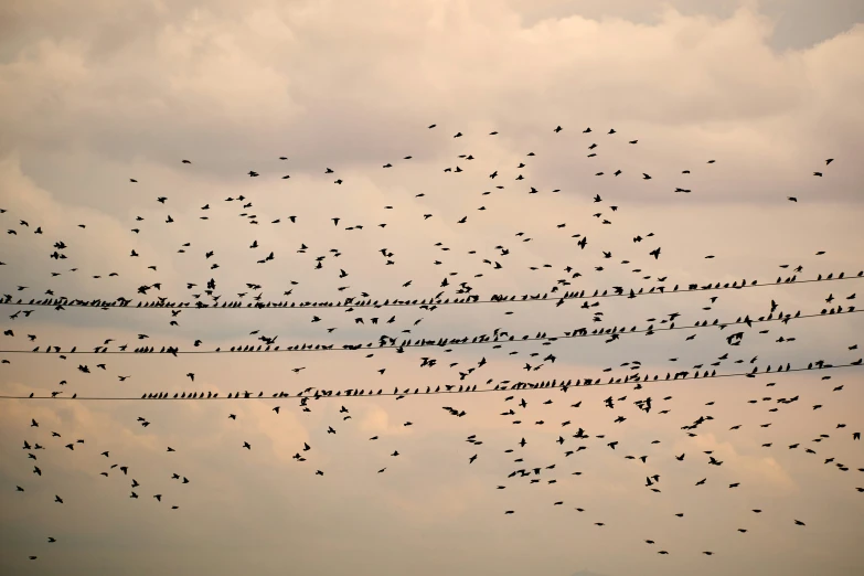 a flock of birds fly through the sky