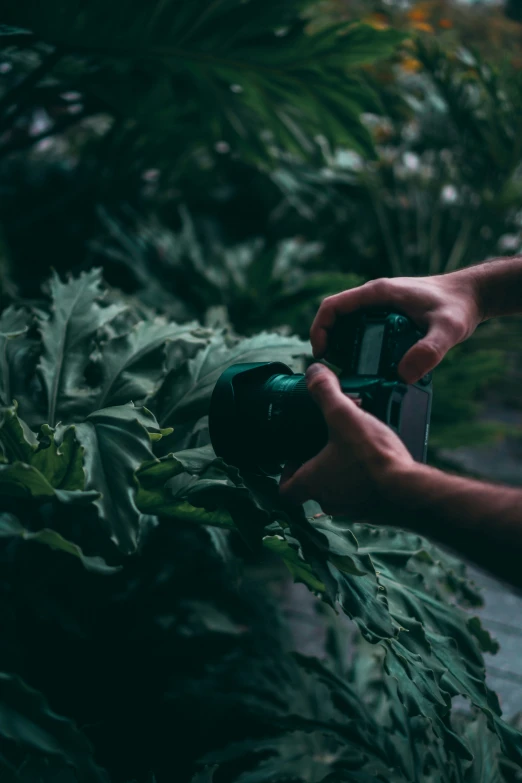 two hands holding a camera while some green plants are around