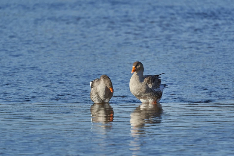 two birds are standing in the water beside each other