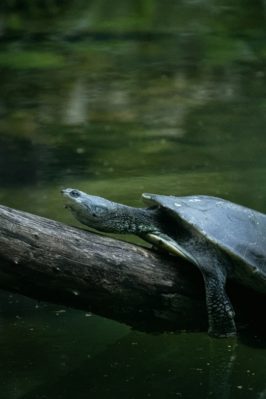 a turtle sitting on top of a tree nch over water