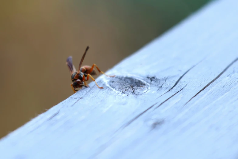 a spider sitting on top of a white wooden surface