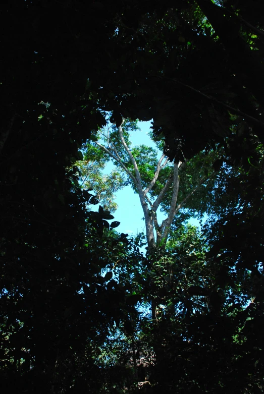 an image of trees and a sky in the background