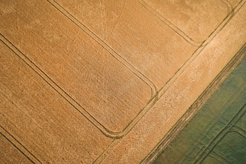 the image in between two crop circles shows green grass, brown grass with some blue sky and some buildings