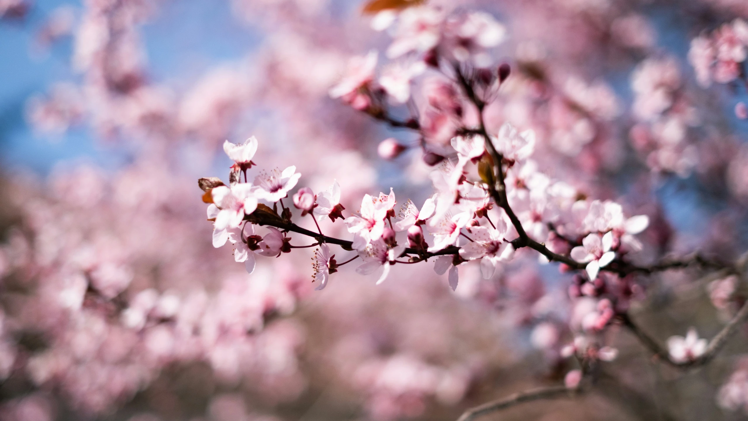 a blooming pink flowering tree with sky in the background