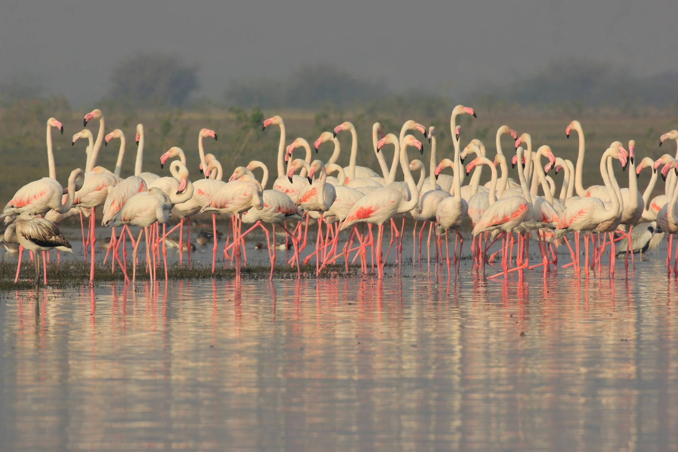 a flock of flamingos are standing in the water and drinking