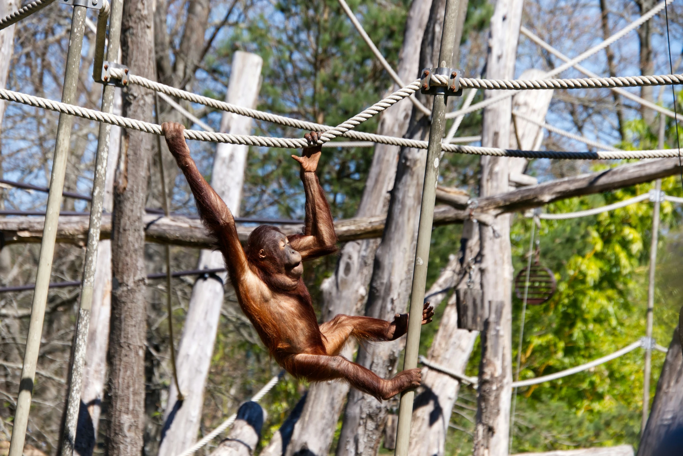 a  hanging on the ropes at the zoo