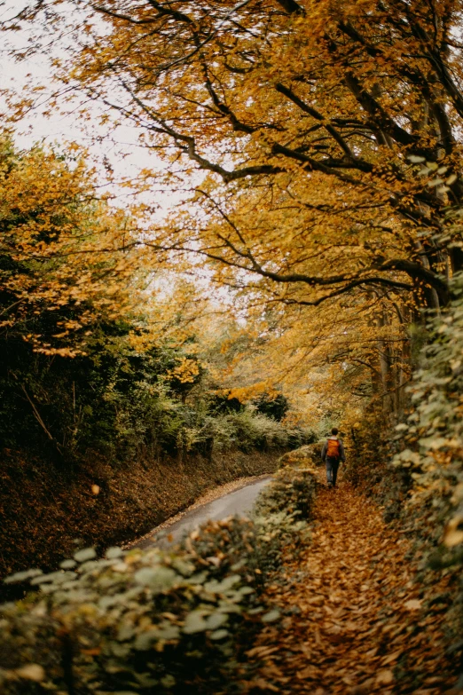 the lone person is walking down the road in the forest