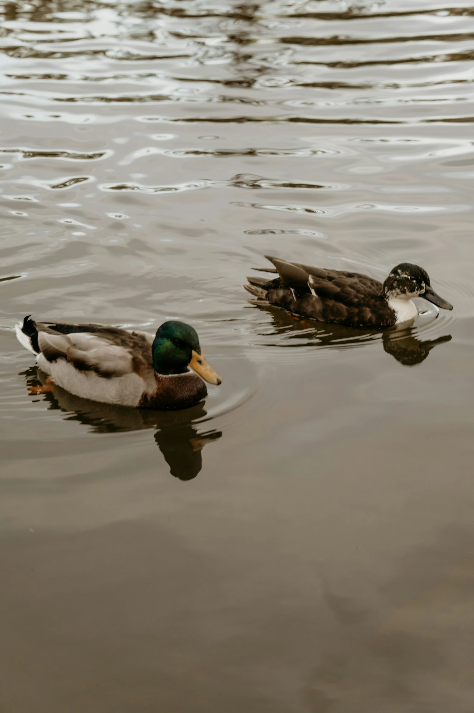 two ducks floating in a body of water