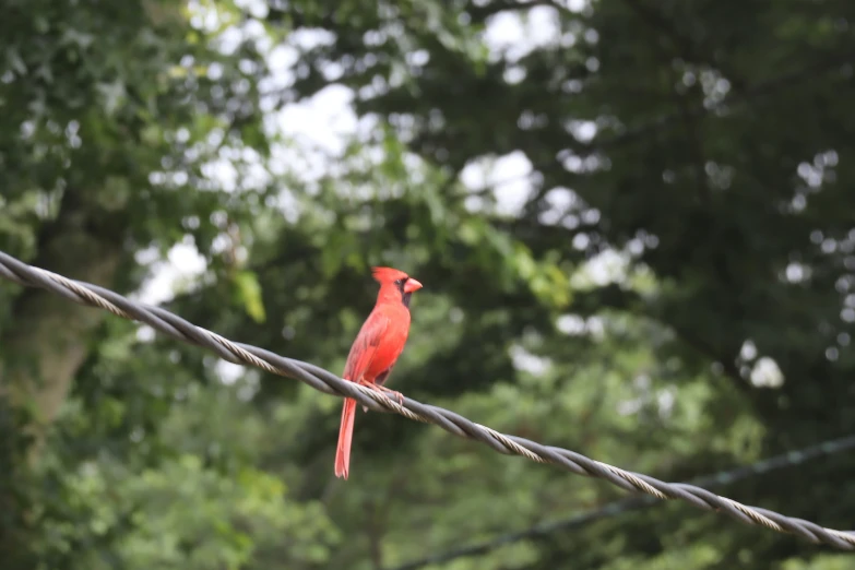 a red bird sitting on top of a rope near a tree