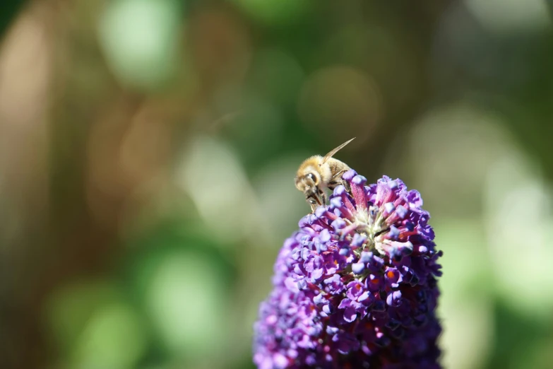 a bee sitting on the center of purple flower