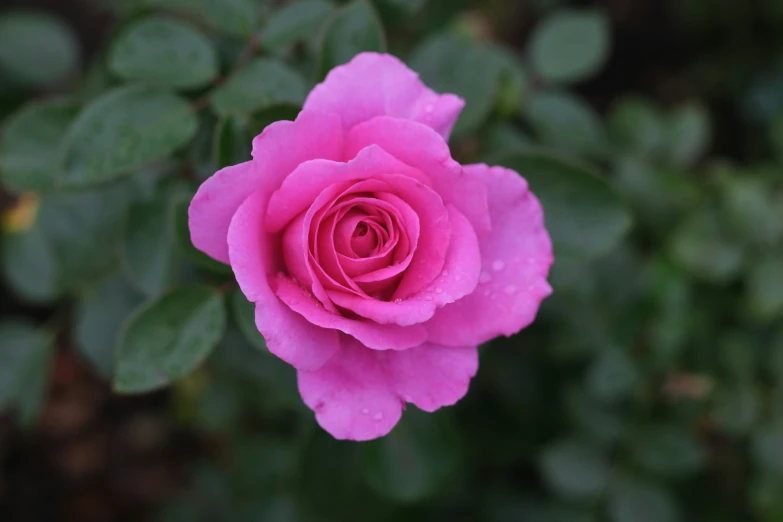 there is pink flower with green leaves and a small drop