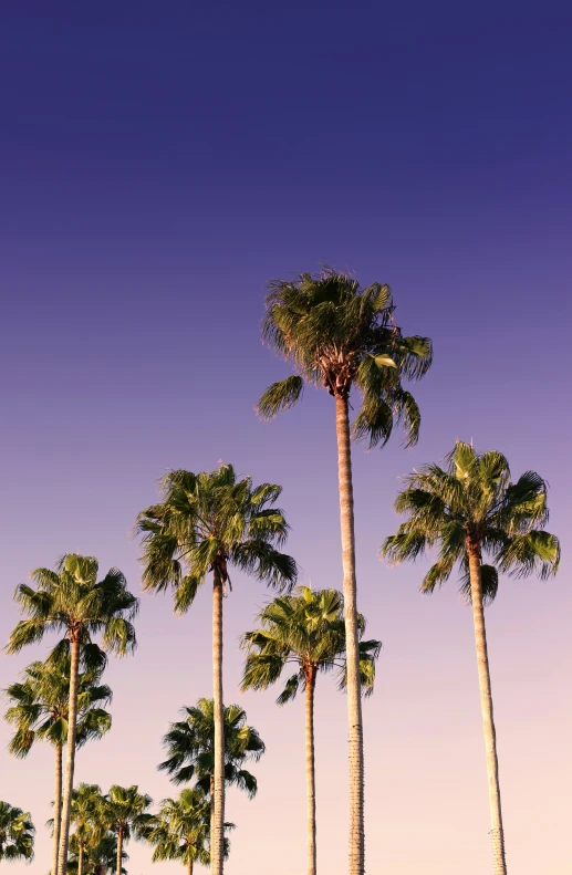 an image of a palm tree group with blue sky