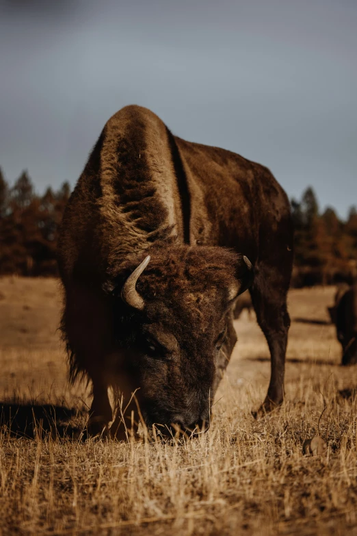 a bison grazes in an open dry field