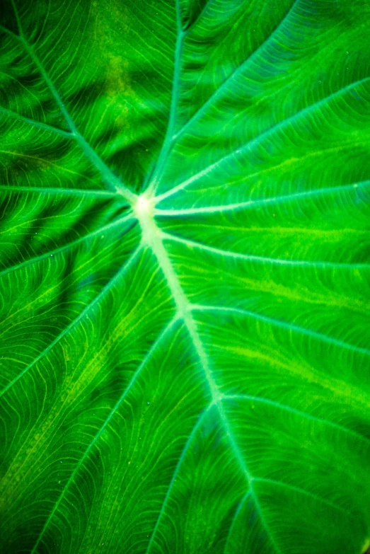 close up image of a large leaf in bright green