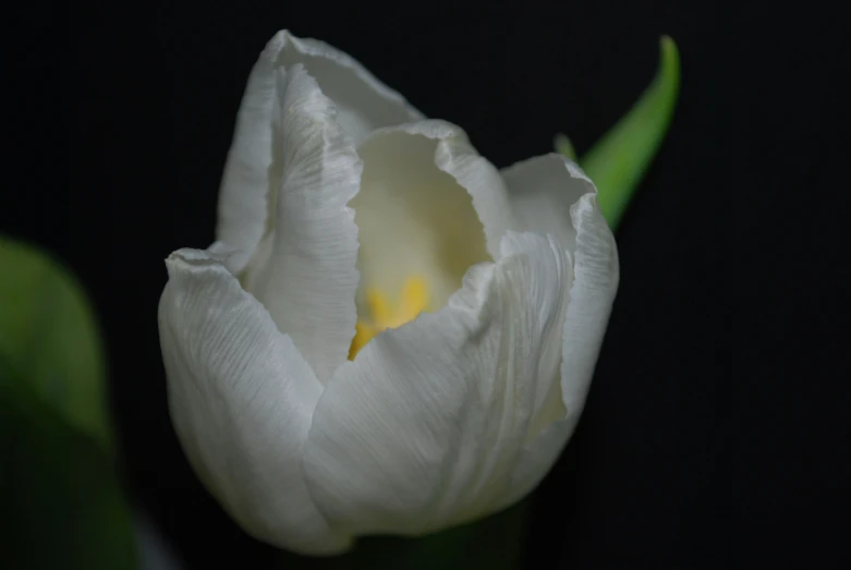 an image of a close up of a flower