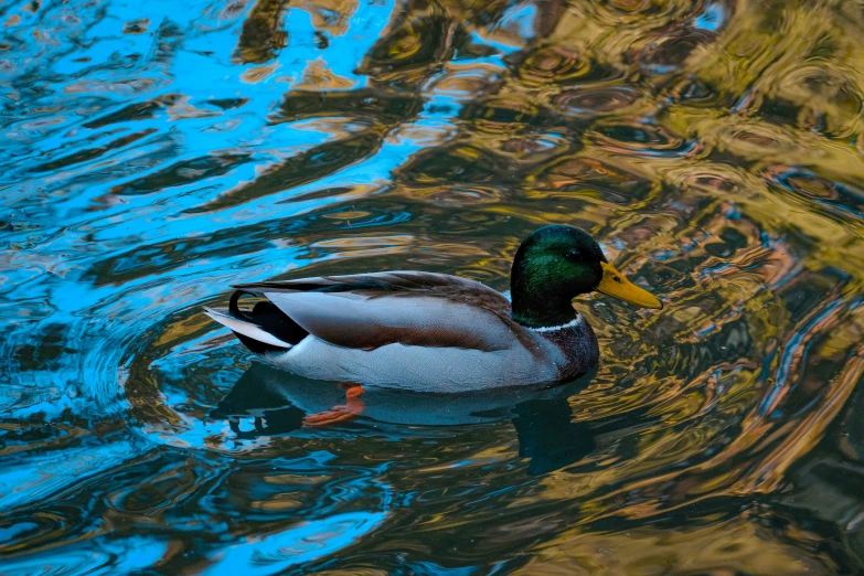 a duck swims on the water's surface