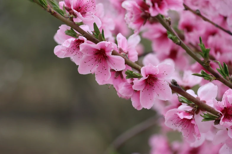 pink flowers are blooming with green stems